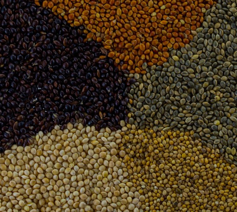 Gr�os de Pain�o (Panicum miliaceum )