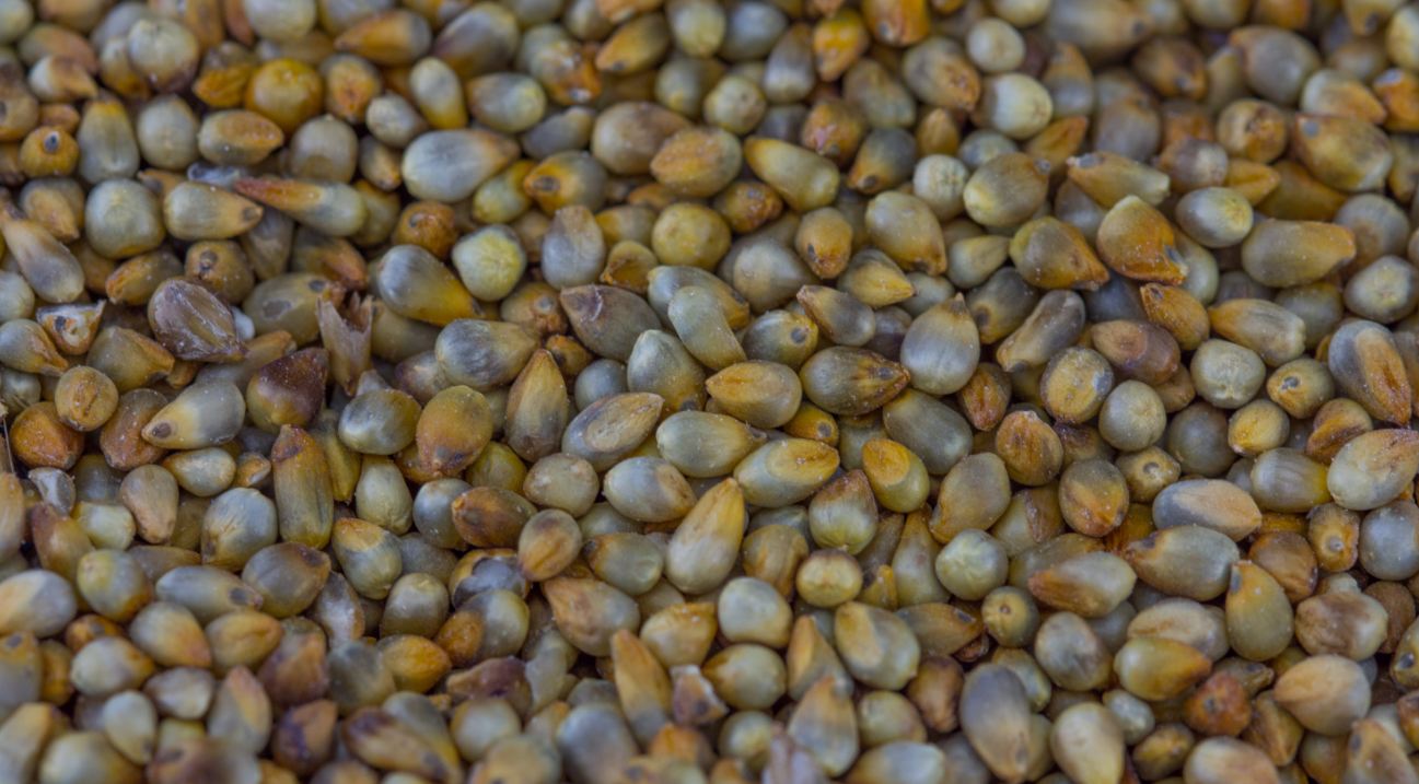 Gr�os de Milheto (<i>Pennisetum glaucum</i>)