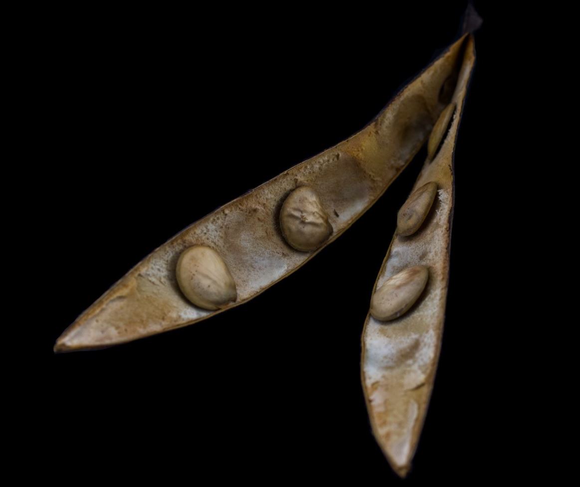 Vagem com Sementes (Bauhinia spp)