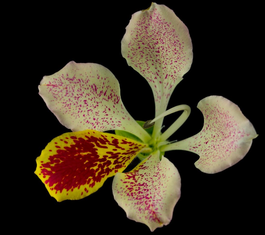 Flor Rosa e Amarela (Bauhinia spp)
