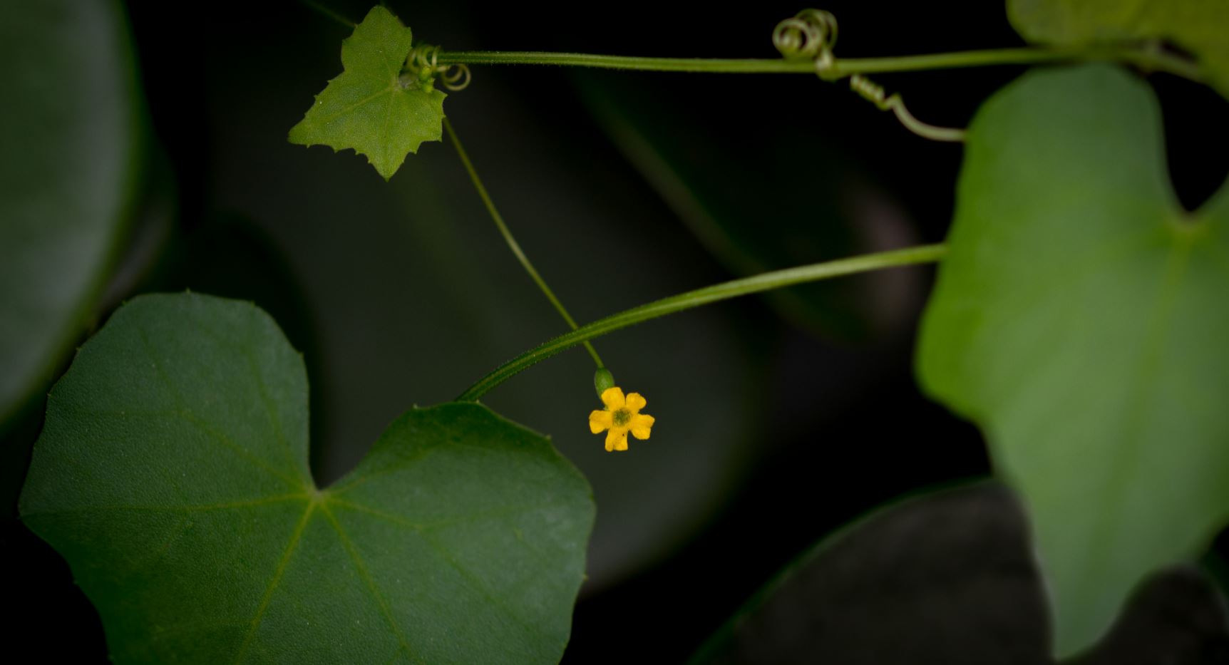 Folha e Flor (Melothria pendula)