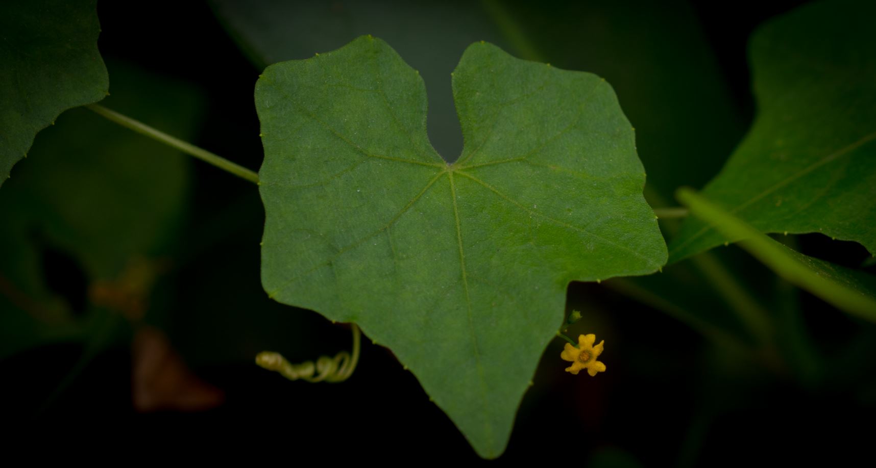 Folha e Flor (Melothria pendula)