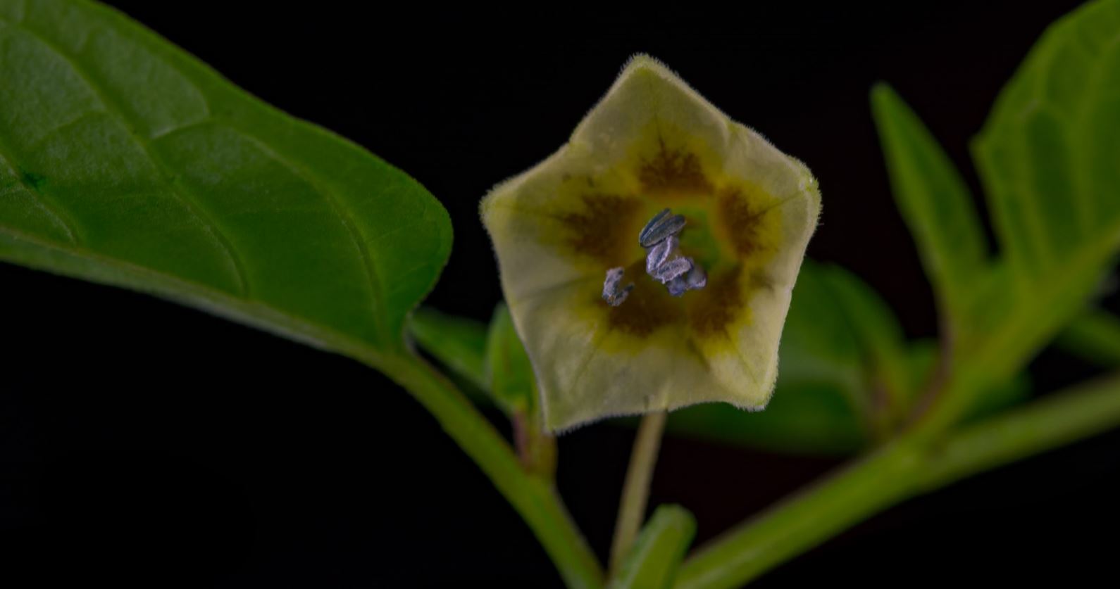 Flor (Physalis angulata)