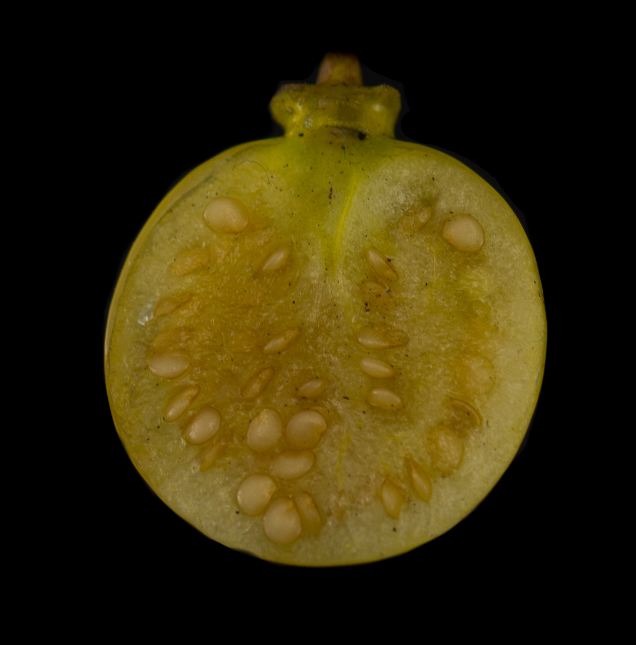 Fruto (Physalis angulata)