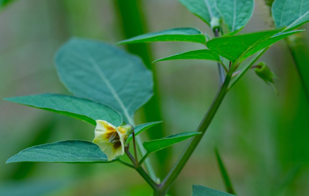 Flor (Physalis angulata)