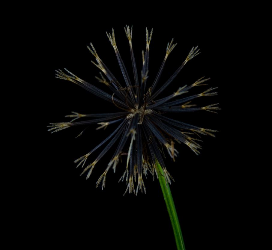 Fruto e Sementes (Bidens subalternans)