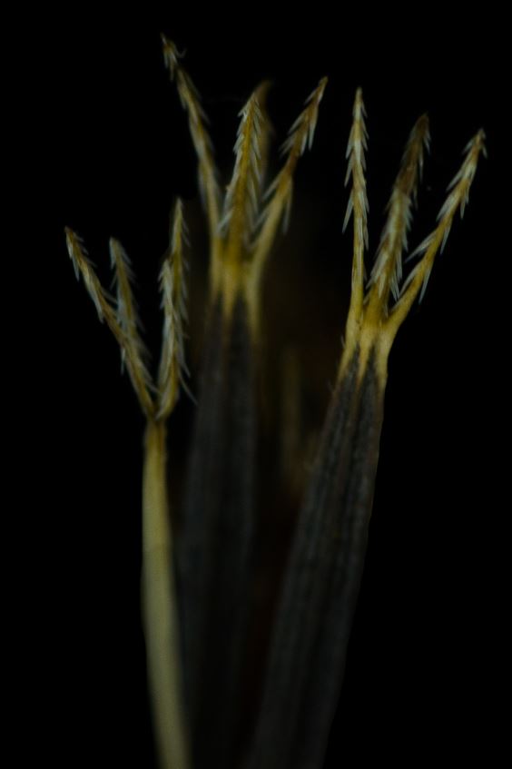 Semente (Bidens subalternans)