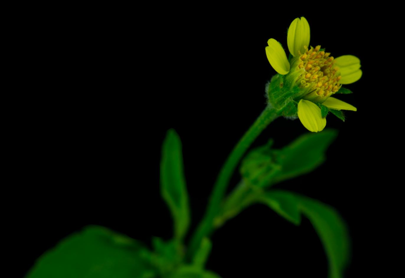 Flor (Bidens subalternans)