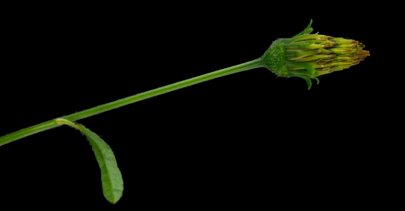 Fruto em desenvolvimento (Bidens subalternans)