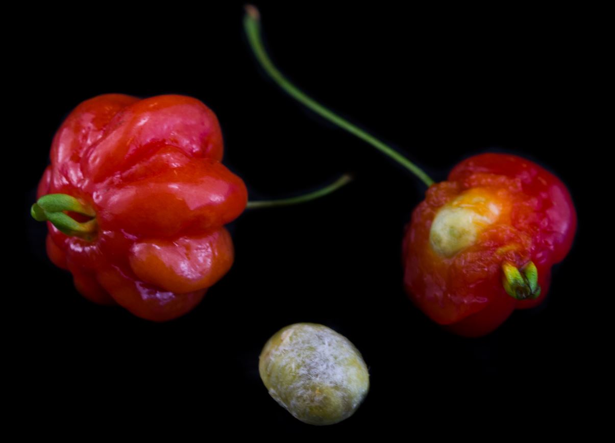 Frutos e Semente (Eugenia uniflora)