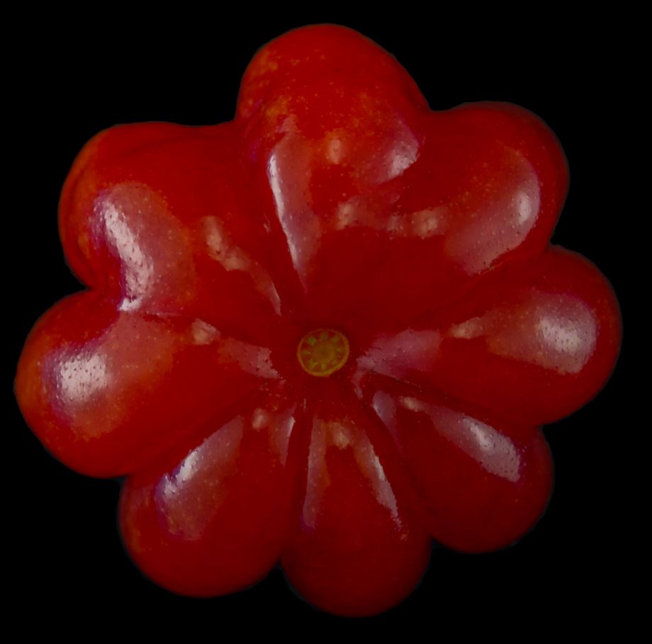 Fruto variedade vermelha (Eugenia uniflora)