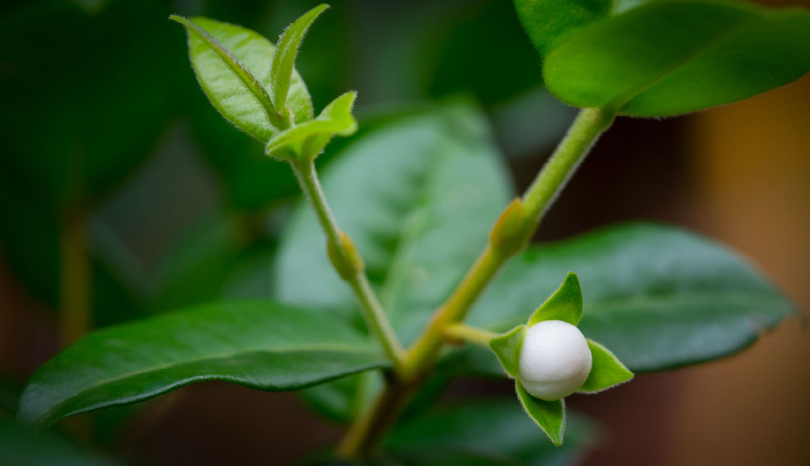 Bot�o Floral (Eugenia neonitida)