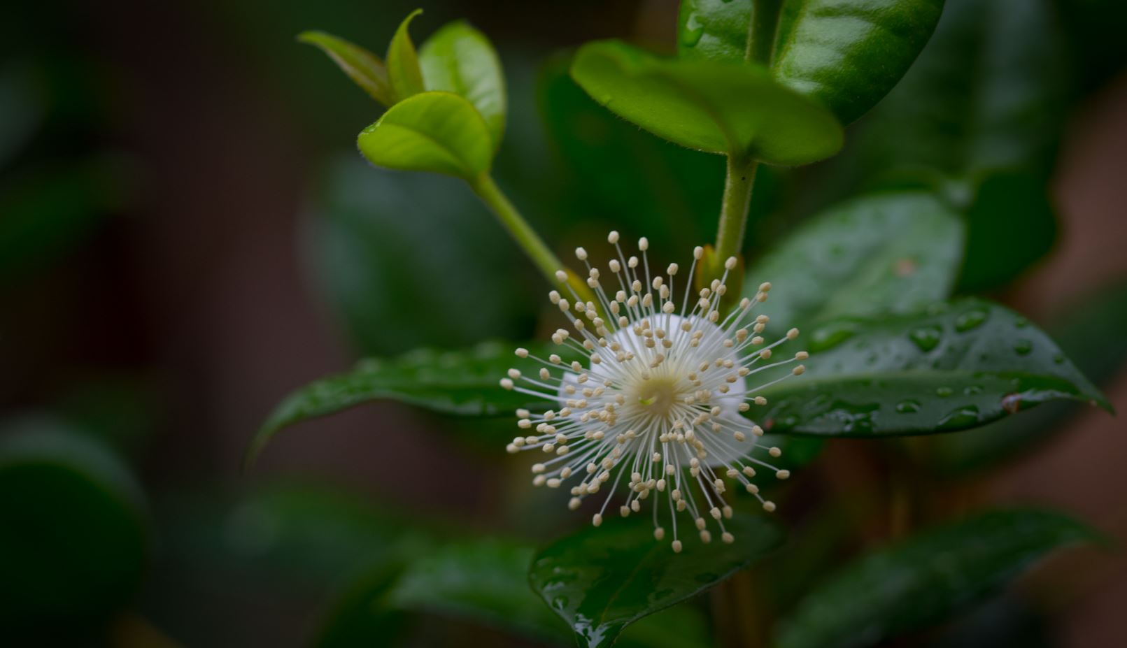 Flor (Eugenia neonitida)