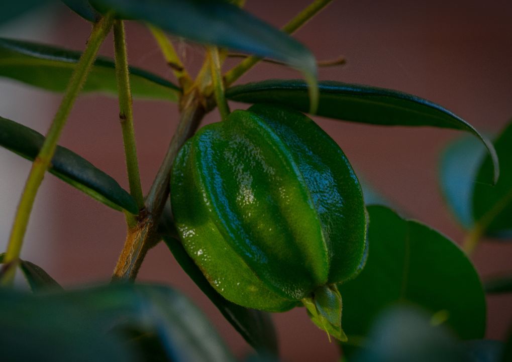 Fruto imaturo (Eugenia neonitida)