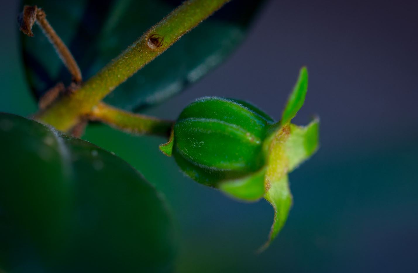 Fruto imaturo (Eugenia neonitida)