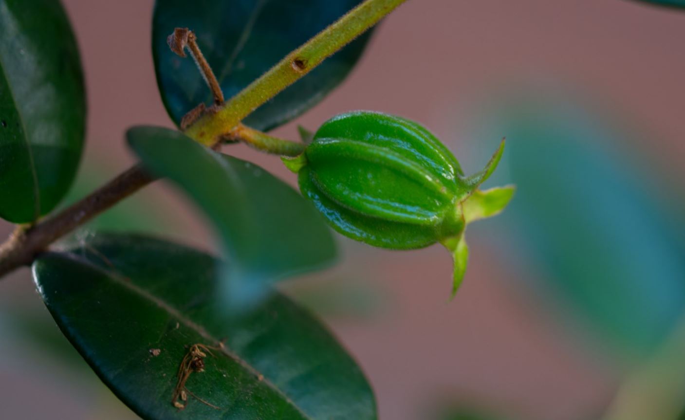 Fruto em desenvolvimento (Eugenia neonitida)