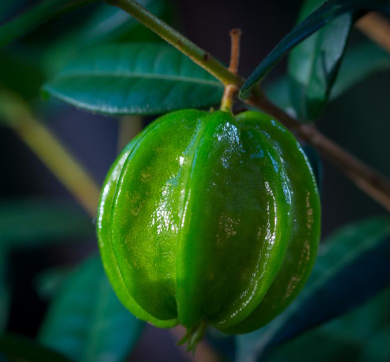 Fruto imaturo (Eugenia neonitida)