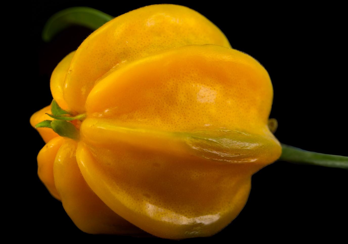 Fruto maduro (Eugenia neonitida)