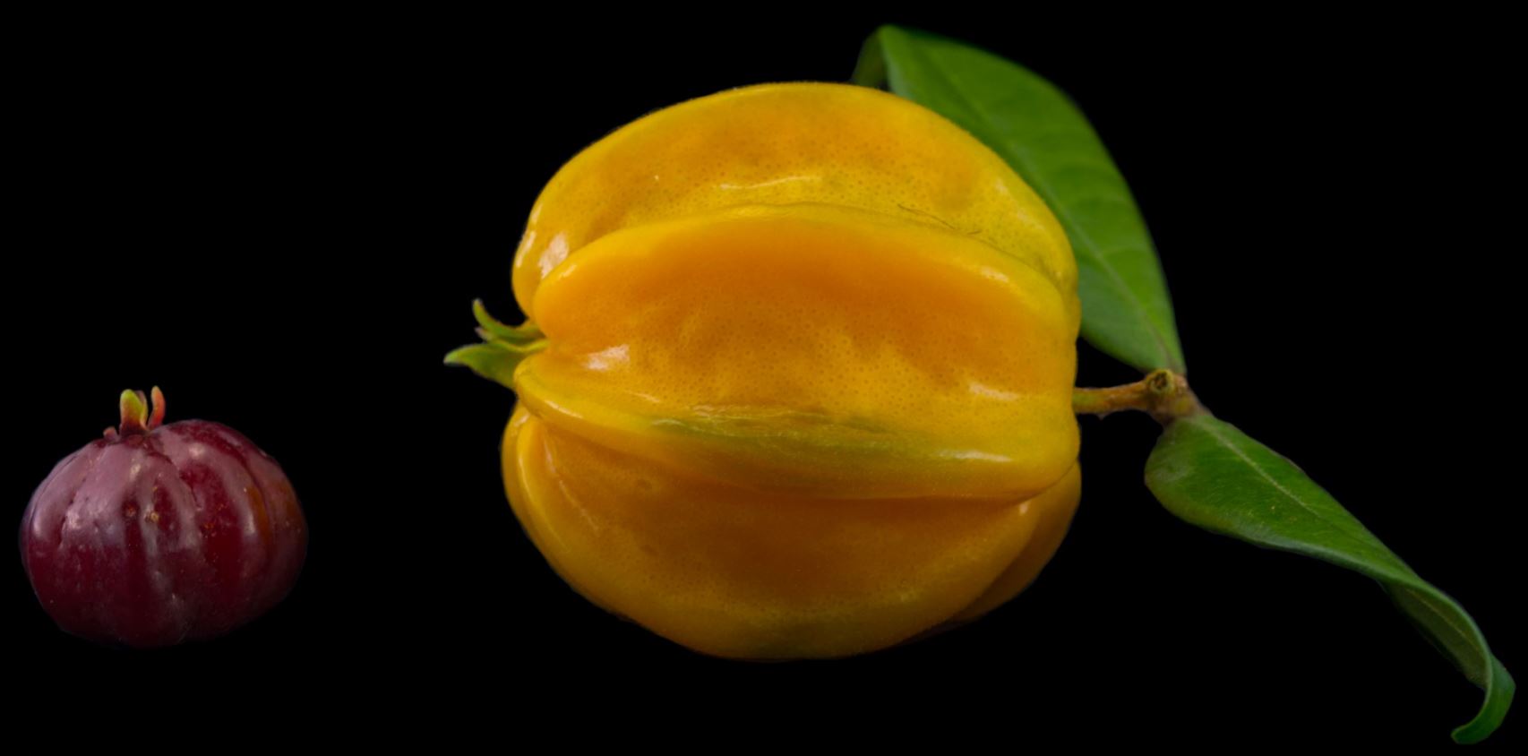 Pitang�o e Pitanga comum (Eugenia neonitida)