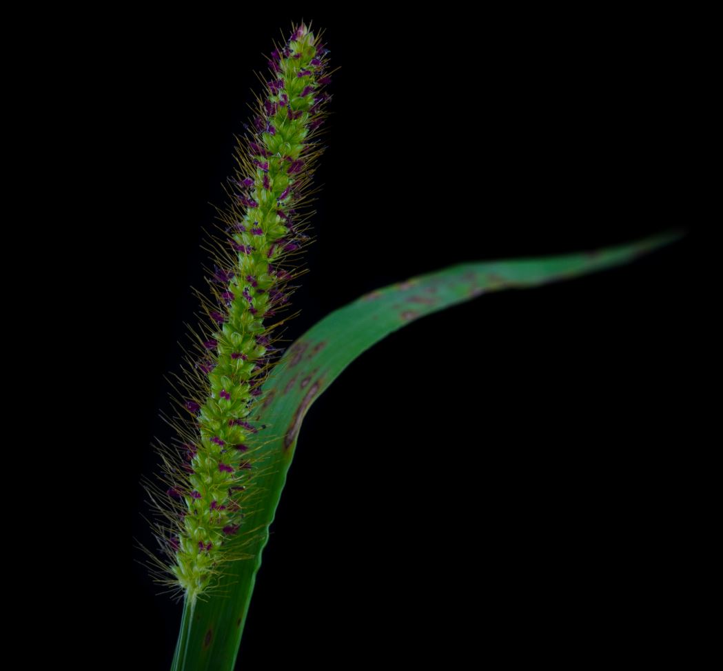 Capim-Rabo-de-Gato (Setaria parviflora)