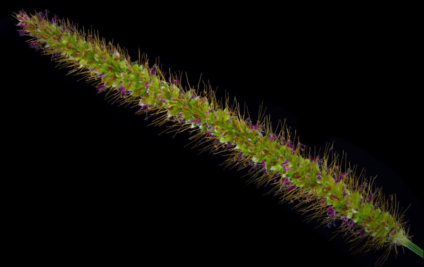 Capim-Rabo-de-Gato (Setaria parviflora)