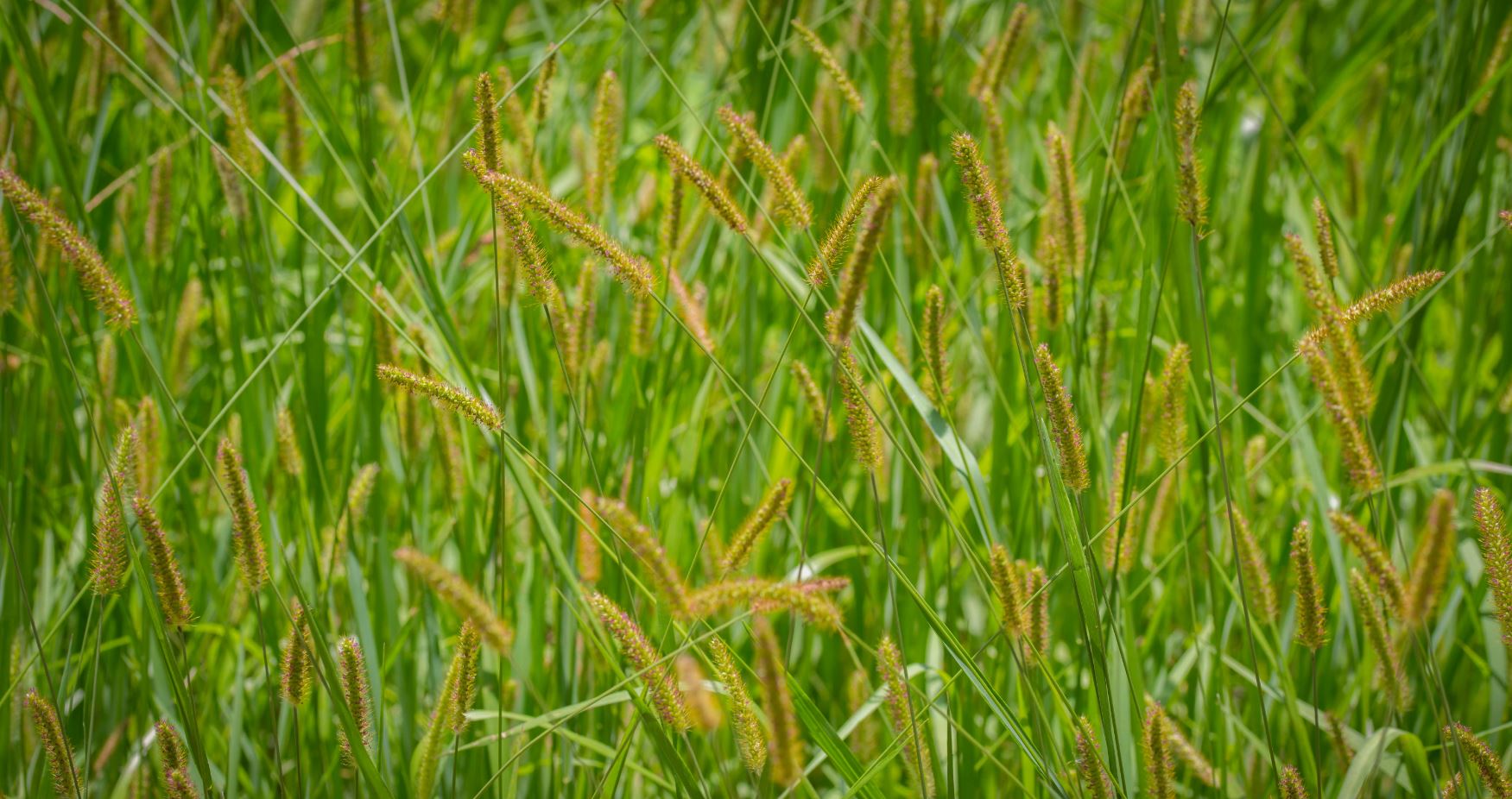 Capim-Rabo-de-Gato (Setaria parviflora)