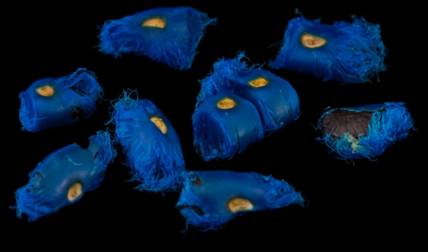 Sementes de �rvore-do-Viajante (Ravenala madagascariensis )