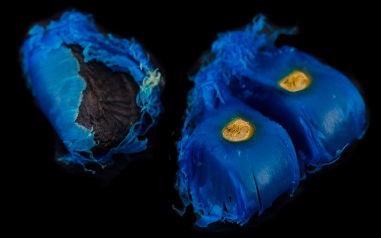 Sementes de �rvore-do-Viajante (Ravenala madagascariensis )