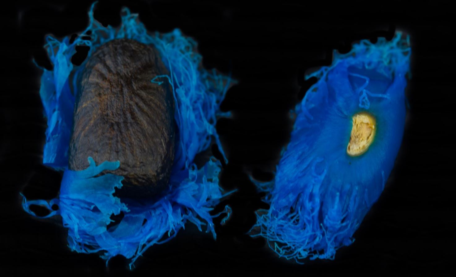 Sementes de �rvore-do-Viajante (Ravenala madagascariensis )