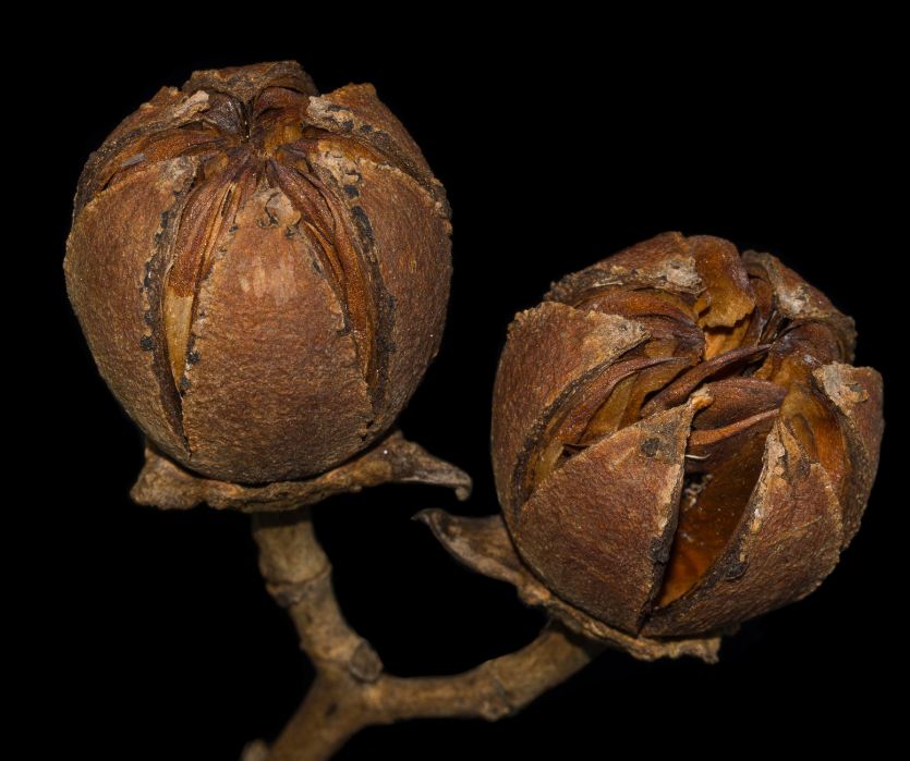 Fruto com sementes (Lagerstroemia indica)