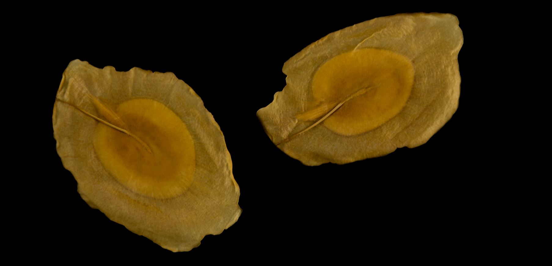 Sementes voadoras (Restinga da Marambaia)