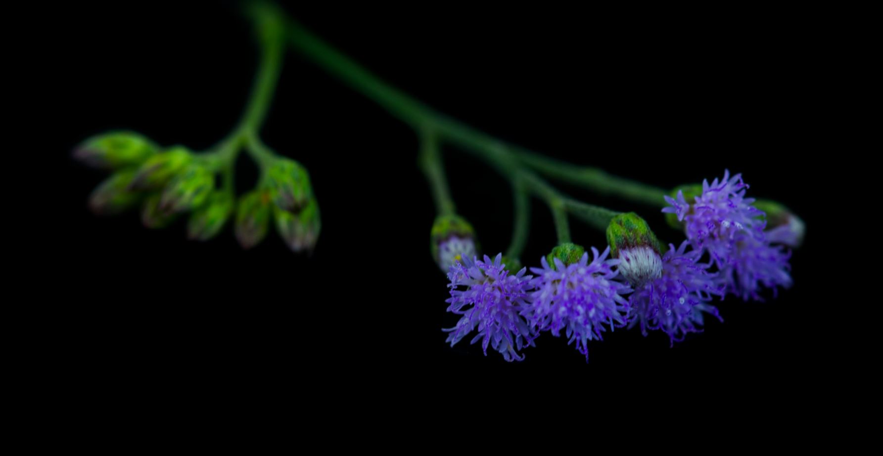Flor Azul (Rio de Janeiro)