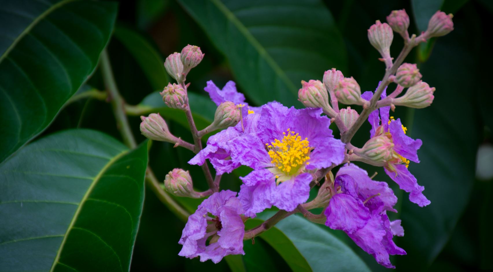 Flores (Lagerstroemia indica)