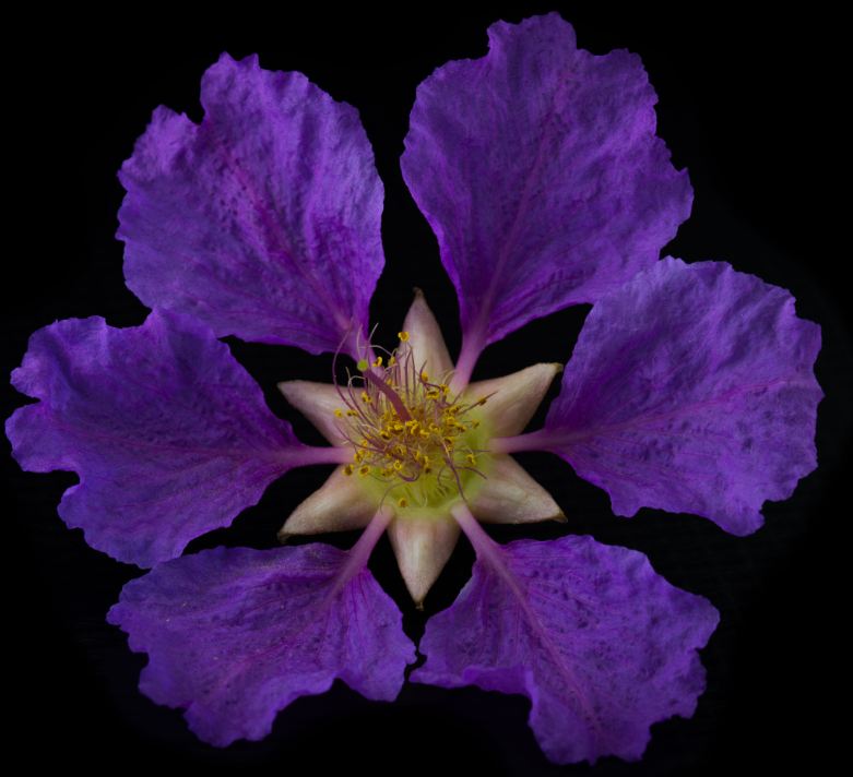 Flor (Lagerstroemia indica)