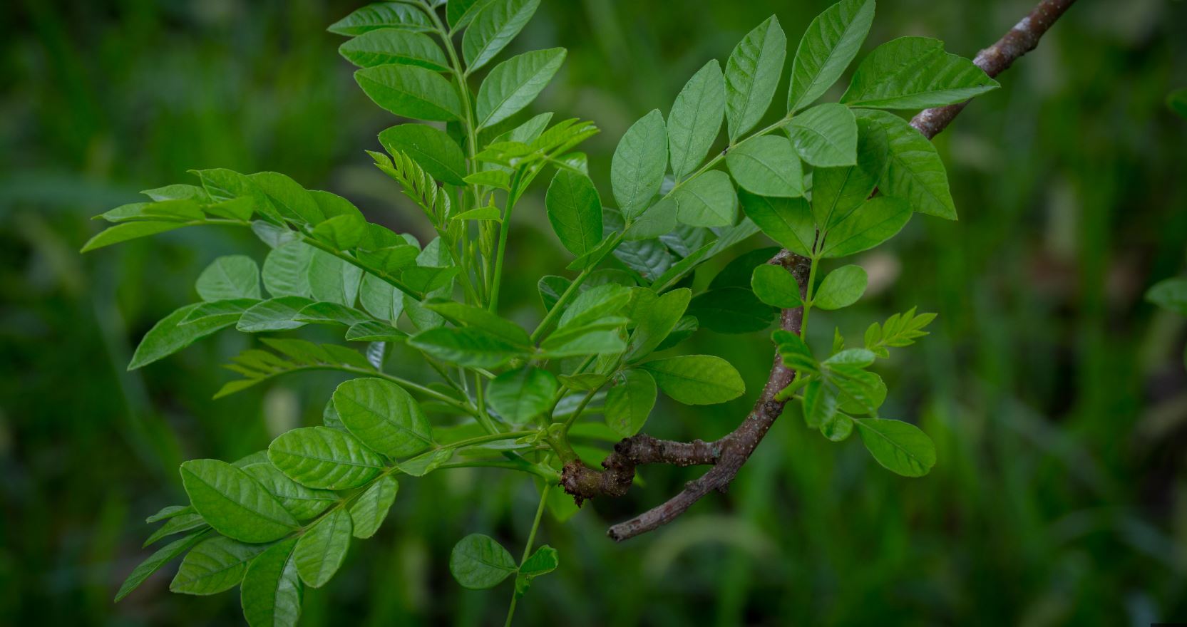 Folhas (Spondias purpurea)