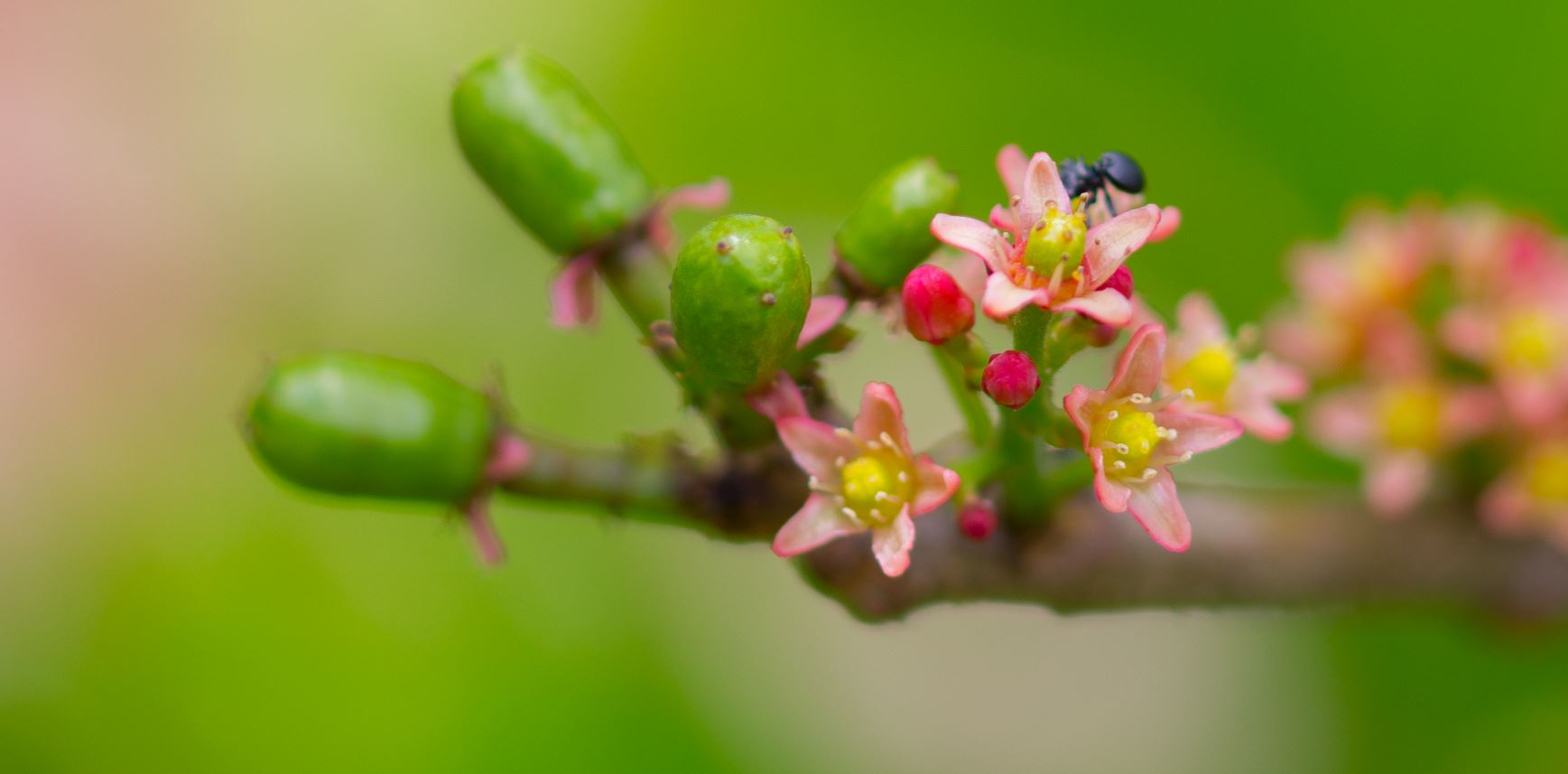 Flor e frutos jovens (Spondias purpurea)