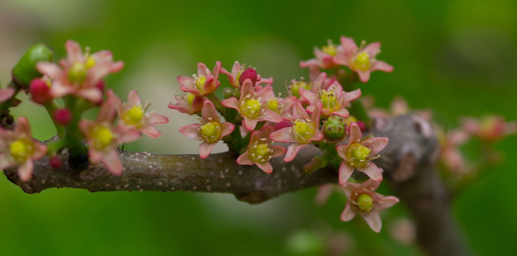 Flores (Spondias purpurea)