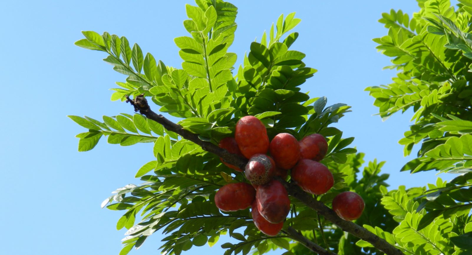 Ramo com Frutos (Spondias purpurea)