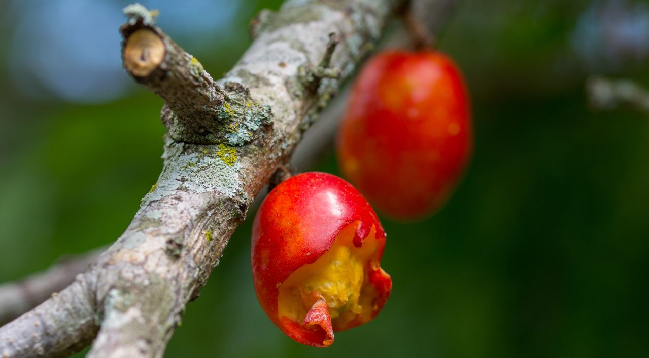 Fruto bicado por ave (Spondias purpurea)