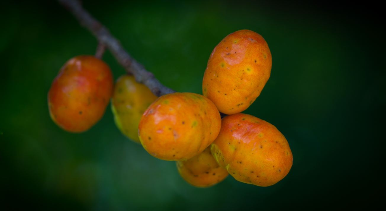 Frutos em amadurecimento (Spondias purpurea)