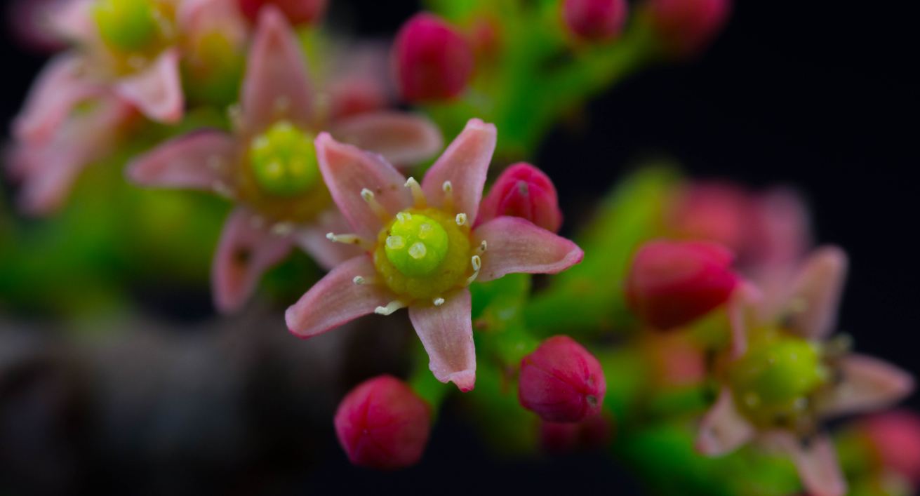 Flor (Spondias purpurea)