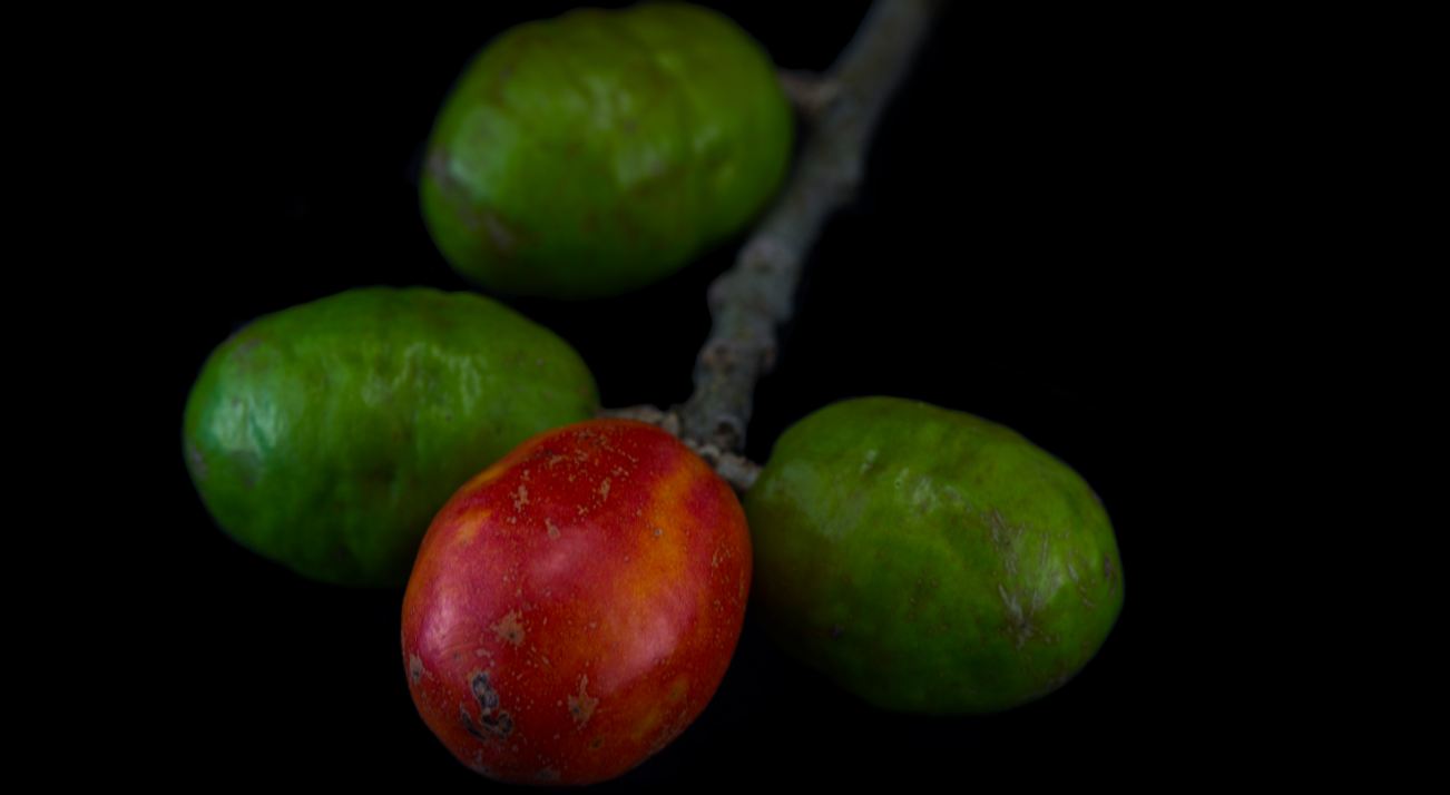 Ramo com Frutos verdes e maduro (Spondias purpurea)