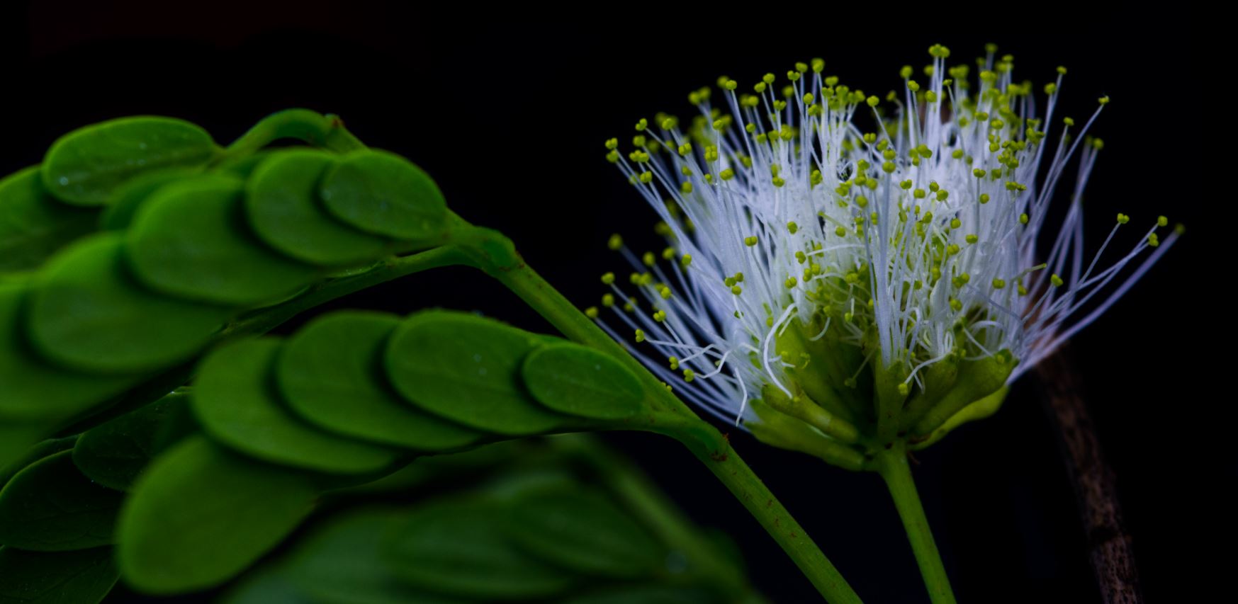 Flor e Folhas (Chloroleucon tortum)