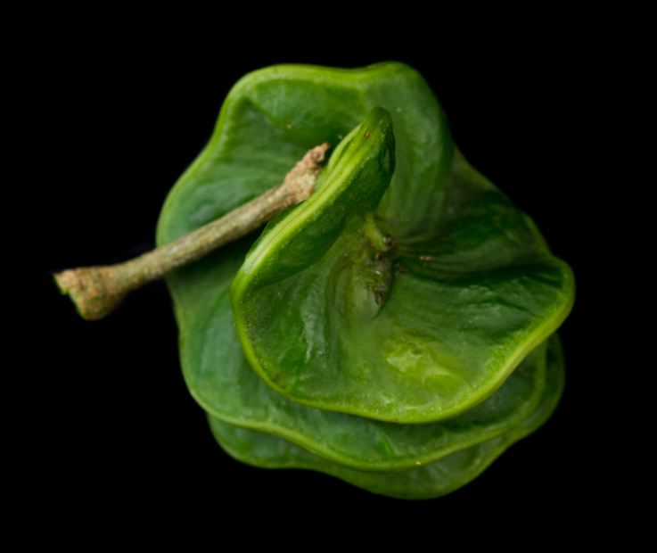 Fruto imaturo (Chloroleucon tortum)