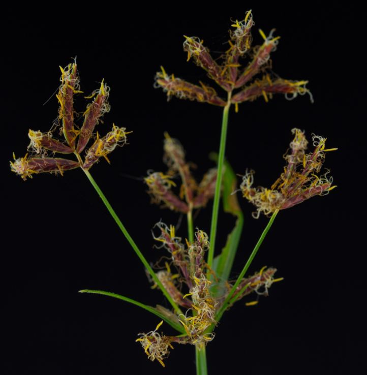 Flores (Cyperus rotundus)