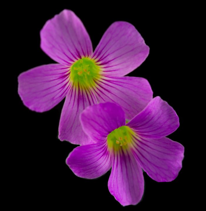 Flores de trevo (Oxalis articulata)