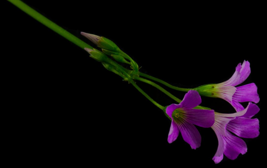 Flores de trevo (Oxalis articulata)