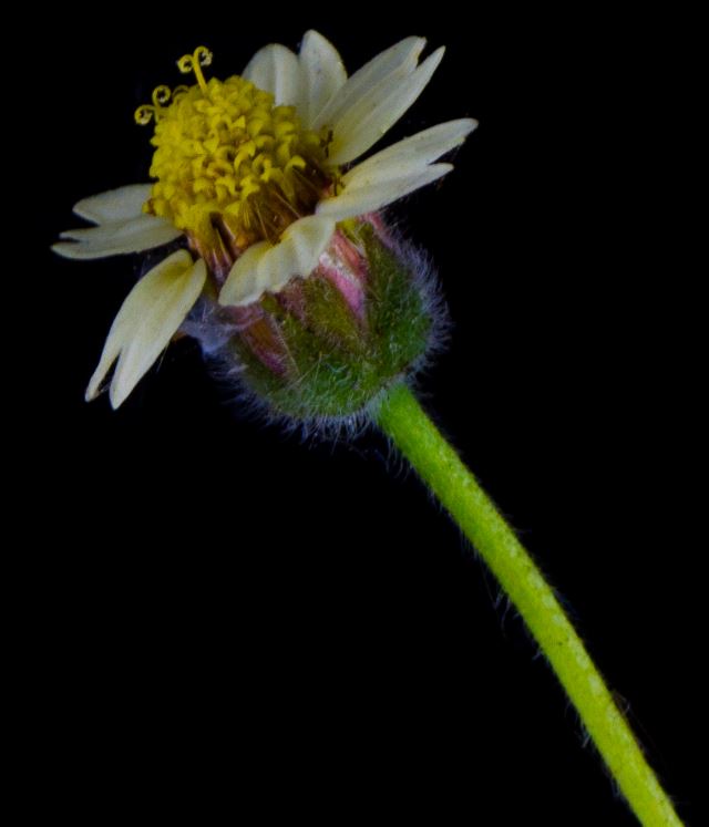 Flor de Erva-de-Touro (Tridax procumbens)