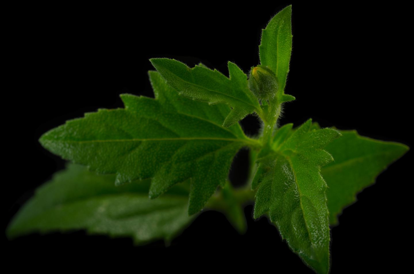 Bot�o Floral de Erva-de-Touro (Tridax procumbens)