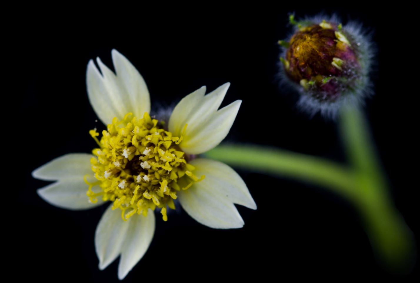 Flor de Erva-de-Touro (Tridax procumbens)